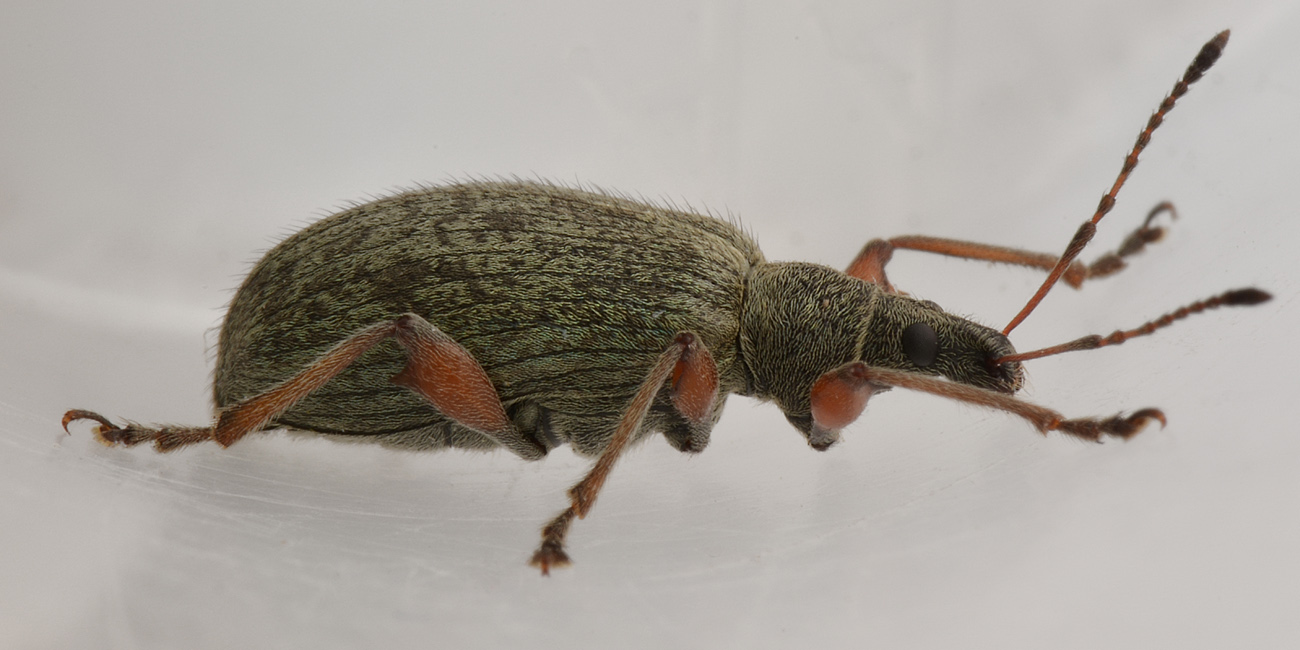 Curculionidae: Phyllobius glaucus?  S !